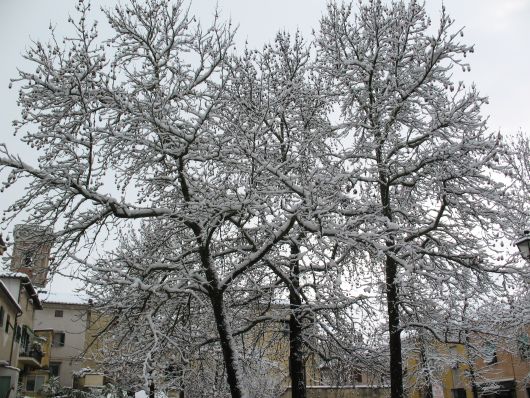 Foto alberi con neve