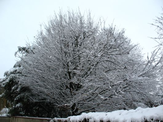 Alberi sotto la neve