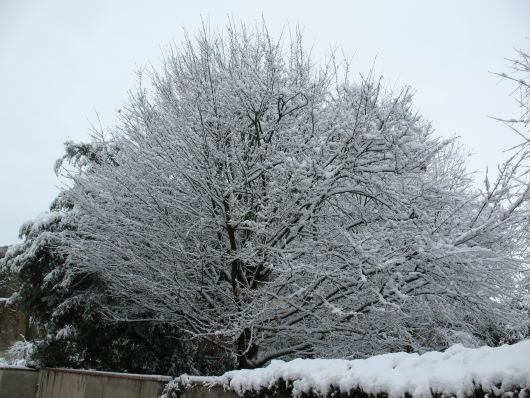Foto di albero sotto la neve