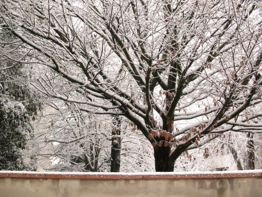 Immagine di albero con la neve
