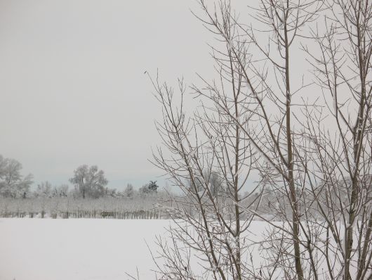 Immagine di paesaggio sotto la neve