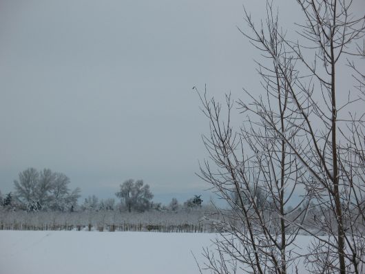 Campi e alberi sotto la neve