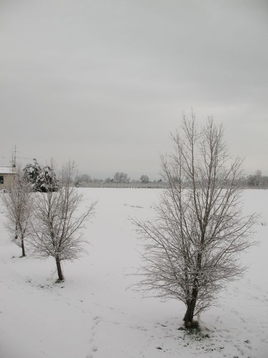Due alberi nella neve