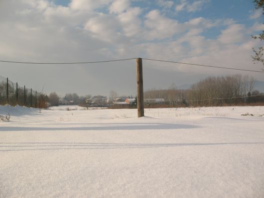 Albero in campo di neve